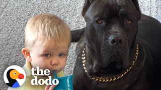 Baby Grows Up With His 125Pound Dog  The Dodo Soulmates [upl. by Ritter]