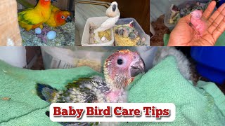 How to Baby Parrot Feeding at Home  Baby Bird hand feeding amp Care Tips 2024 [upl. by Aileno]