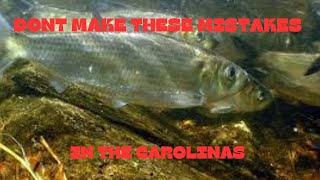 DONT MAKE THESE MISTAKES ON BLUEBACK HERRING LAKES [upl. by Seldan]