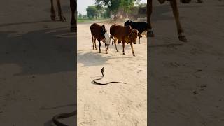 King cobra attack the cholistani cows 🐄 [upl. by Mccomb]