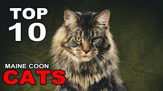 TOP 10 MAINE COON CATS BREEDS [upl. by Janyte]