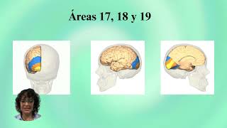 Corteza Cerebral Áreas de Brodmann [upl. by Ahtnahc689]