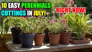 10 Easy Perennials to Take Cuttings From in July 🌼✂️ [upl. by Rora]