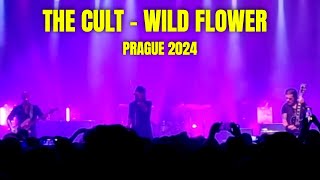 THE CULT WILD FLOWER Live 2024 in Prague [upl. by Ademla]