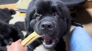 Dental care for my Newfoundland dogs [upl. by Eelarbed]