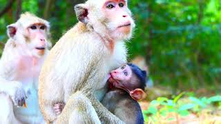 Really Unappropriated Story For Serious Warning Wrong Teaching Hard Lesson Naughty Baby Monkey [upl. by Rossy]