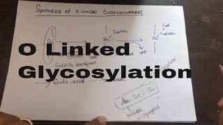 O Linked Glycosylation [upl. by Anelrahc]