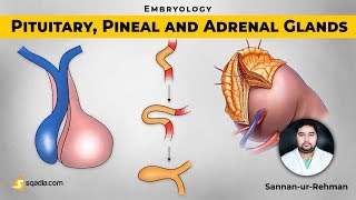 Pituitary Pineal and Adrenal Glands  Embryology Video Lectures  VLearning  sqadiacom [upl. by Darrey]