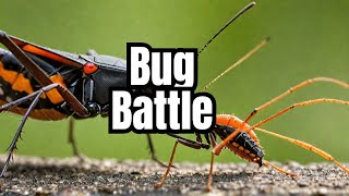 Shocking Secrets Of Assassin Insects [upl. by Reidid]