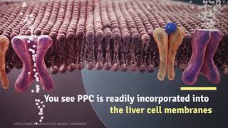 What Can PPC Do For Your Liver in 4 to 6 weeks [upl. by Ahsha]