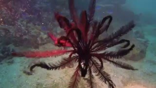 ► Un somptueux crinoïde dans son habitat naturel [upl. by Taam]