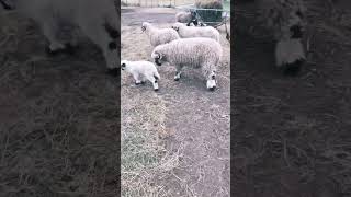 Valais Blacknose Lambs  2 Weeks Old [upl. by Tnattirb]