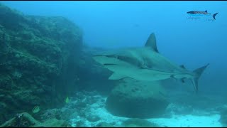 Galapagos Shark Approaches Divers [upl. by Batruk]