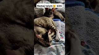 Namaj taiym🐱 kitti cute kittan food cat [upl. by Naam]