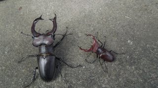 Lucanus species  Stag Beetle  Hirschkäfer  Miyama Kuwagata [upl. by Matland]