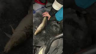 NIGHT Fishing for Burbot  How We Caught One [upl. by Clorinde]