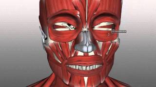 Muscles of Facial Expression  Anatomy Tutorial PART 1 [upl. by Sabas825]