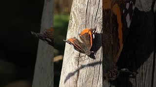 Schmetterling butterfly [upl. by Queston]