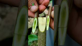 Best grafting technique 100 successful persimmon [upl. by Siahc278]