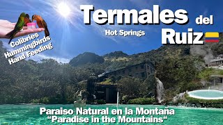 Termales Del Ruiz y Colibriés  Hot Spring Waters amp Hummingbirds feeding in Colombia 4K [upl. by Monroe]