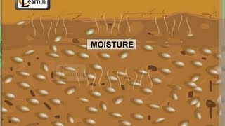 Moisture in soil  experiment  Elementary Science [upl. by Sivehc]