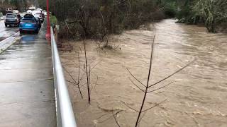 Issaquah Creek water levels rise and flood  Dogwood Street [upl. by Ing]