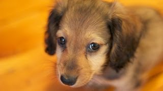 Mini Dachshund Puppy  8 weeks [upl. by Rodi]