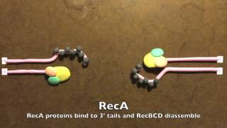 Homologous Recombination in Prokaryotes [upl. by Nosilla159]