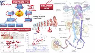 9 CRECIMIENTO Y CIRCULACIÓN FETAL HEMATOPOYESIS E INMUNIZ [upl. by Eluk]