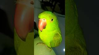 Main tota main tota hare rang ka main tota shorts viral cuteparrot [upl. by Radack239]