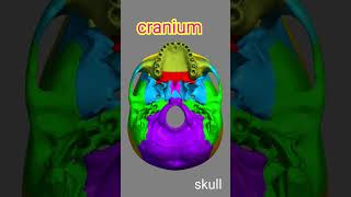 Cranium Bone8Skull anatomy biology shortvideo trending bones [upl. by Oruam255]