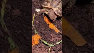 Hermanns Tortoise Enclosure Feeding [upl. by Harim900]