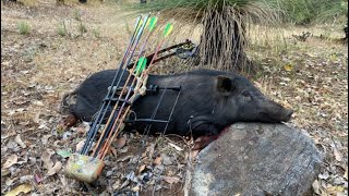 Bow Hunting Feral Pigs Australia First Light [upl. by Nnyltak677]