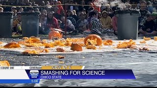 Chico State University held their 35th annual Pumpkin Drop [upl. by Valeta]