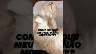 MEME GATO DORMINDO PESADO shorts piadas comedia memesdaily wildlife piadadodia cartoon [upl. by Notaes608]