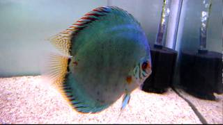 Stendker Discus Solid Turquoise pair w fry 20110418 [upl. by Lean]