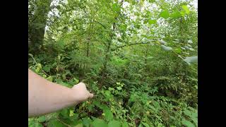 Delamere Forest  FPV trail trekking [upl. by Ahgem]