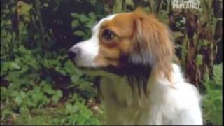 KOOIKERHONDJE  ABC CANINO  101 DOGS  ESPAÑOL [upl. by Indys632]