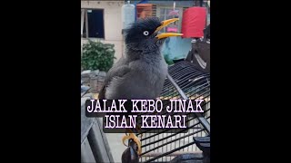 pancingan jalak kebo gacor isian kenari [upl. by Aisanahta142]