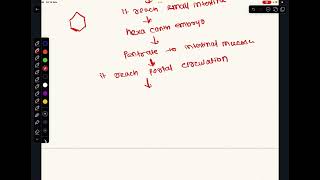 Life cycle of echinococcus granulosus [upl. by Pacifa]