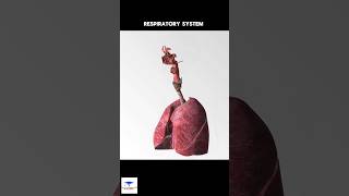 Respiratory System 🫁 Animation [upl. by Carhart]