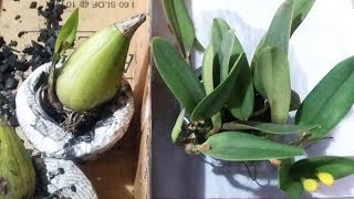 Rare Orchid  Peristeria elata amp Cattleya Crystelle Smith  Orchid Unboxing [upl. by Hassin]