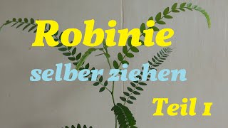 Robinie selber ziehen Teil 1 [upl. by Nueovas]