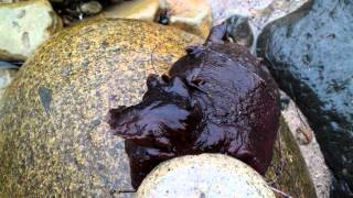 Sea slug at Cabrillo National Monument tide pools San Diego California [upl. by Conard]