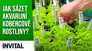 Jak sázet rostliny🌱 do akvária🐟  kobercové rostliny  INVITAL [upl. by Eilyac]