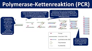 PolymeraseKettenreaktion PCR  Ein Verfahren zur Vervielfältigung von DNA Biologie Oberstufe [upl. by Pack873]