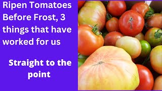 Ripen Tomatoes Before Frost 3 things that have worked for us Straight to the point from 2016 [upl. by Claud]