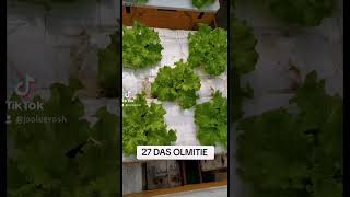 checkout my Hydroponically grown lettuce NOCOPYRIGHTINFRINGEMENTINTENDEDTHANKYOUFORWATCHING [upl. by Eelessej]