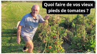 Quoi faire de vos vieux pieds de tomates en fin de saison [upl. by Nwahsad882]