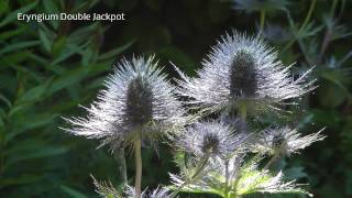 Eryngium  Rene van Gaalen [upl. by Kemppe86]